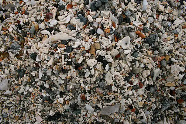 Lots of different sea shells crushed and mixed together at a beach in northern Norway.