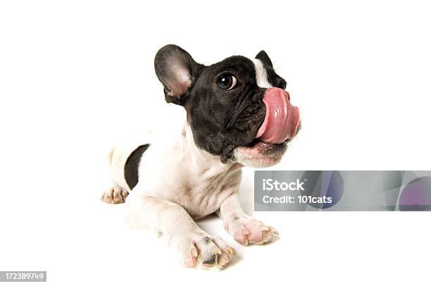 Kleine Französische Bulldogge Stockfoto und mehr Bilder von Abwarten - Abwarten, Bulldogge, Domestizierte Tiere