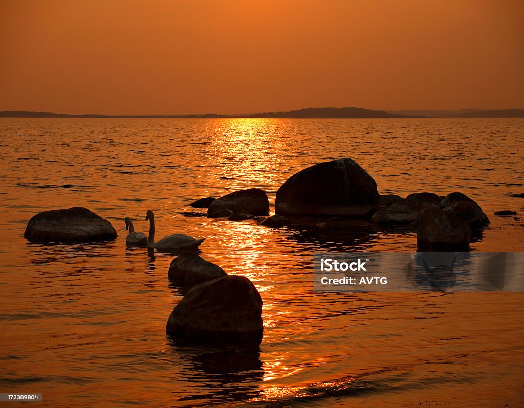 Swans on Golden Sea two swans amongst rocks at sunset Animal Wildlife Stock Photo
