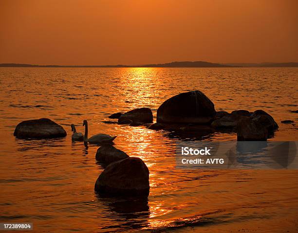 Swans On Golden Sea Stock Photo - Download Image Now - Animal Wildlife, Animals In The Wild, Atmospheric Mood