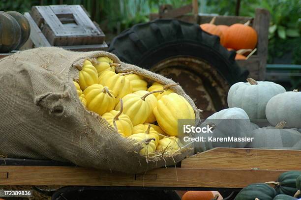 Squash At A Farm Stock Photo - Download Image Now - Kew Gardens, London - England, Agricultural Equipment