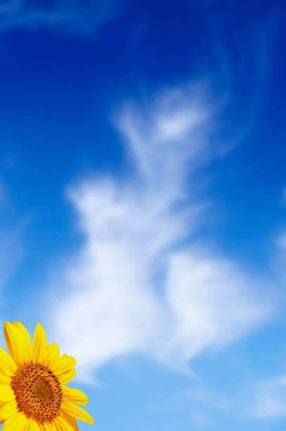 istock Beautiful yellow sunflower 172389841