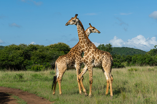 Giraffe males fighting in Sungulwane Game Reserve in Kwa Zulu Natal close to Mkuze in South Africa
