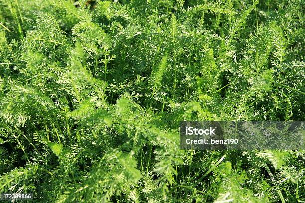 Kräuterwiese Stockfoto und mehr Bilder von Abstrakt - Abstrakt, Bildhintergrund, Blatt - Pflanzenbestandteile