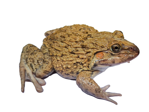 Chinese edible frog, East Asian bullfrog, Taiwanese frog (Hoplobatrachus rugulosus) isolated on a white background.