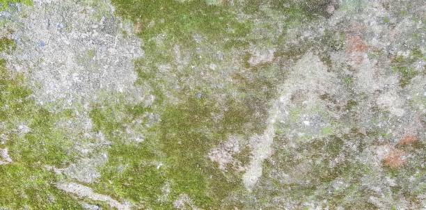 istock the texture of the moss on the rock.. 1723900718