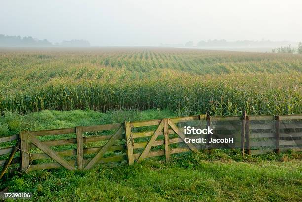 Corn Field Y Valla Foto de stock y más banco de imágenes de Agricultura - Agricultura, Anochecer, Campo - Tierra cultivada