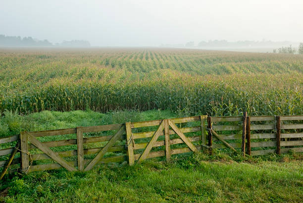 옥수수 필드 및 울타리 - morning cereal plant fog corn crop 뉴스 사진 이미지