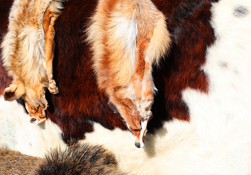 two skinned fox fur and other animal skins in luxury fur shops