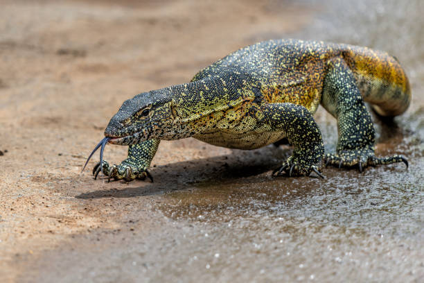 istock Monitor Lizard in Hluhluwe National Park 1723901773
