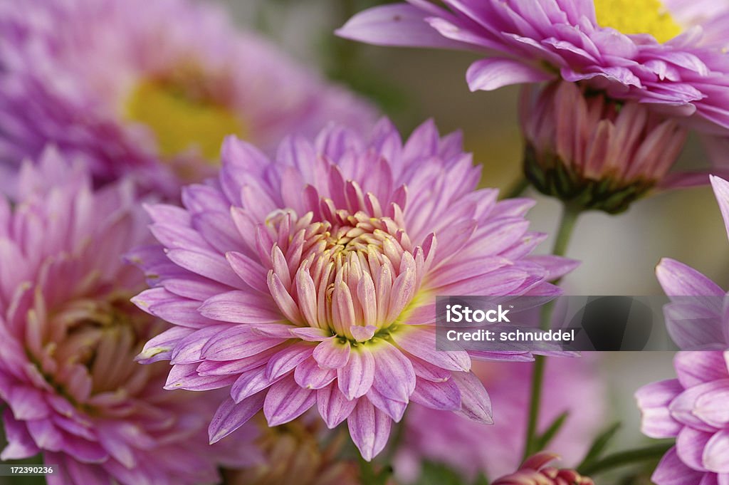 Pink Michaelmas daisies Pink Michaelmas daisies.Please see more flower pictures from my Portfolio.Thank you! Aster Stock Photo