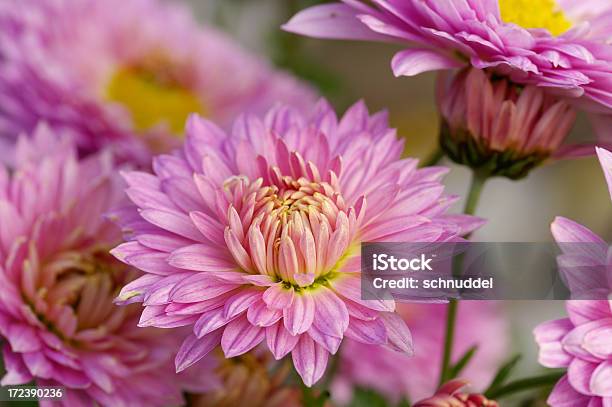 Pink Michaelmas Daisies Stock Photo - Download Image Now - Aster, Autumn, Backgrounds
