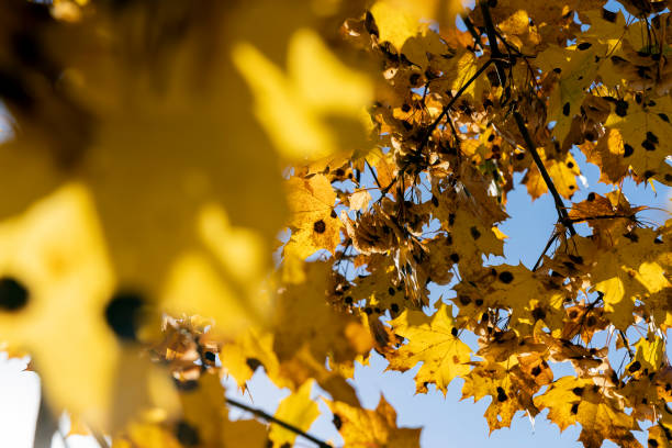 istock Maple foliage that has changed color in autumn 1723904076