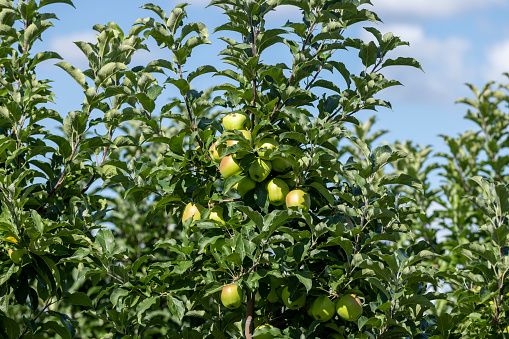 Apple orchard with an unripe harvest of green apples, apple orchard with a harvest of apple fruits in the summer