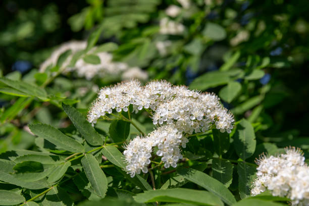 istock rowan flowers during flowering in spring park 1723905254