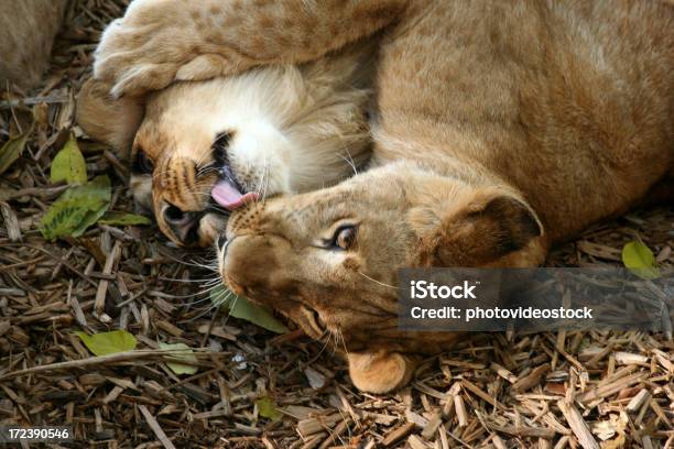 Love Me Tender Stockfoto und mehr Bilder von Löwe - Großkatze - Löwe - Großkatze, Tierpaarung, Fotografie