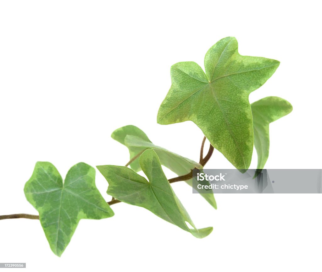 Ivy folhas - Foto de stock de Beleza royalty-free