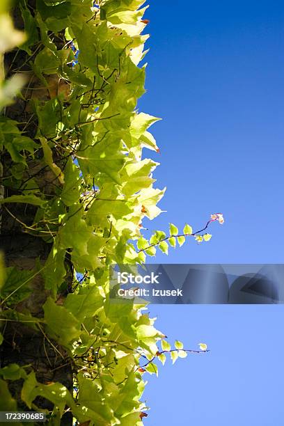 Grape Leaves Stock Photo - Download Image Now - Border - Frame, Vineyard, Agriculture