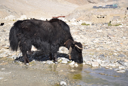 The domestic yak is a species of long-haired domesticated cattle found throughout the Himalayan region of the Indian subcontinent, the Tibetan Plateau, Tajikistan and as far north as Mongolia and Siberia