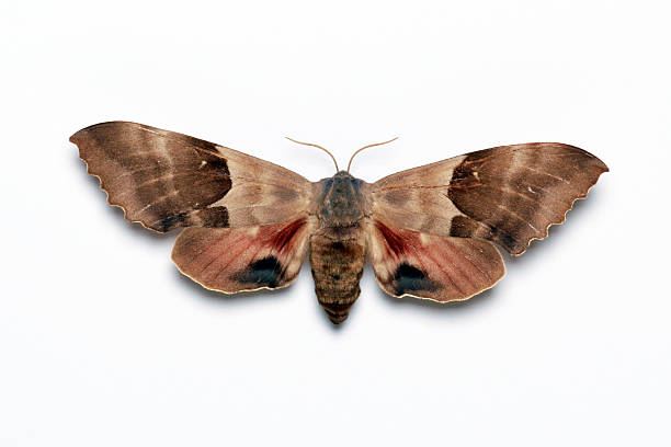 Night butterfly, poplar sphinx female
