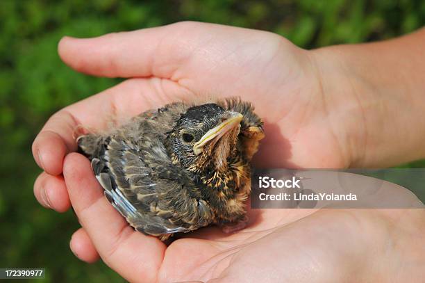 Pássaro De Bebé - Fotografias de stock e mais imagens de Animal - Animal, Ao Ar Livre, Bem-estar