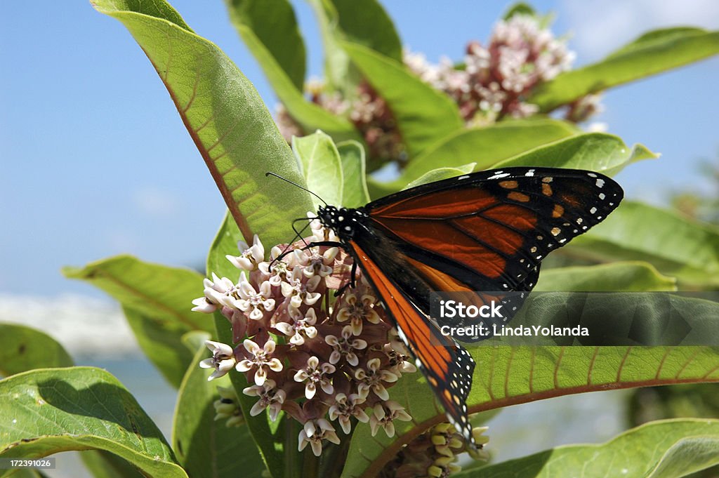 Monarch Butterfly A beautiful monarch drinks nectar from a milkweed plant on the beach. Animal Stock Photo