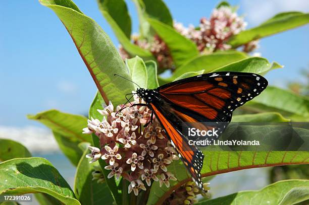 Monarch Butterfly Stock Photo - Download Image Now - Animal, Animal Antenna, Animal Body Part
