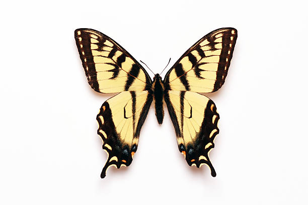 istock Canadian Tiger Swallowtail Butterfly Isolated on White Background 172391205