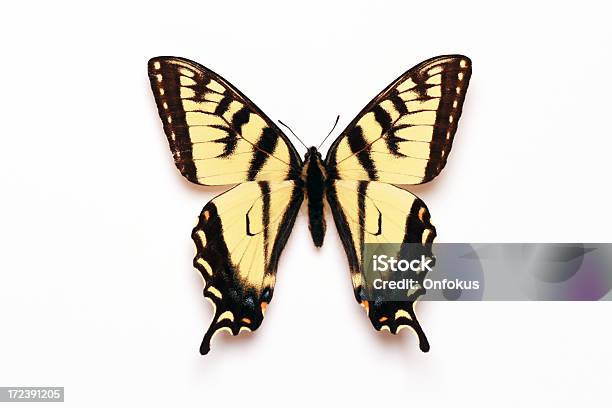 Foto de Canadian Papilio Rutulus Isolado No Fundo Branco e mais fotos de stock de Amarelo - Amarelo, Animal, Antena - Parte do corpo animal