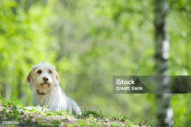 Retrato De Perro Foto de stock y más banco de imágenes de Aire libre - Aire libre, Animal, Blanco - Color
