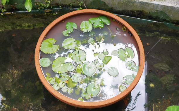 istock water plants in a pot.. 1723912483