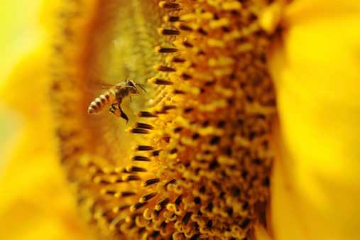 istock Bee and Sunflower 172391280