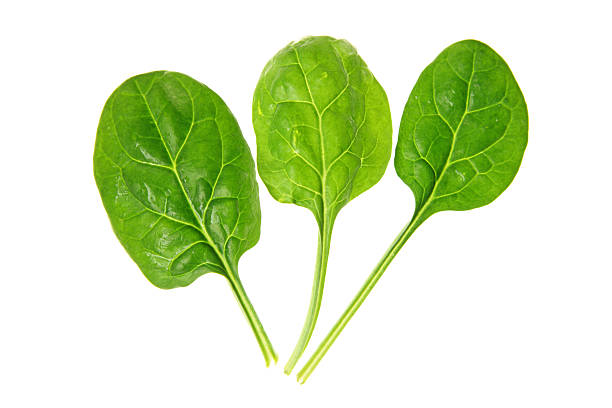 Spinach series on white background fresh spinach leaves isolated on white spinach stock pictures, royalty-free photos & images