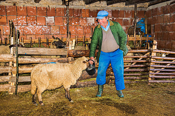 istock Senior Farmer in Old Barn With His Sheep 172391319