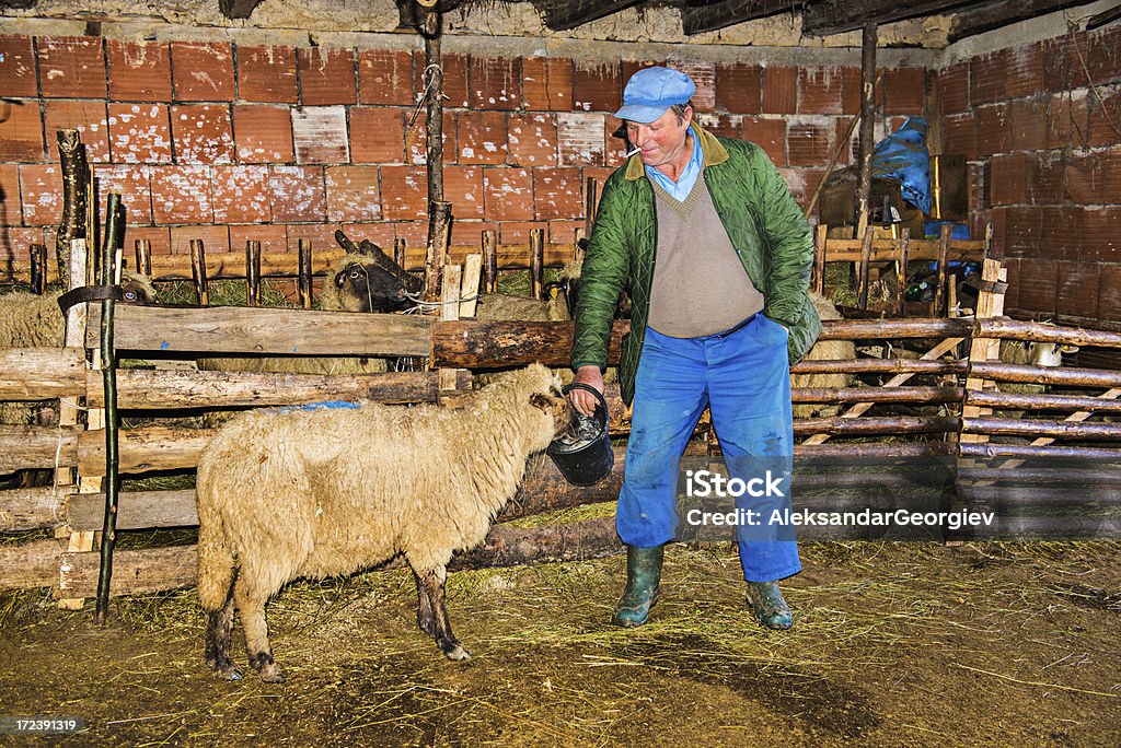 Sênior da velha fazenda celeiro com suas ovelhas - Foto de stock de 60 Anos royalty-free