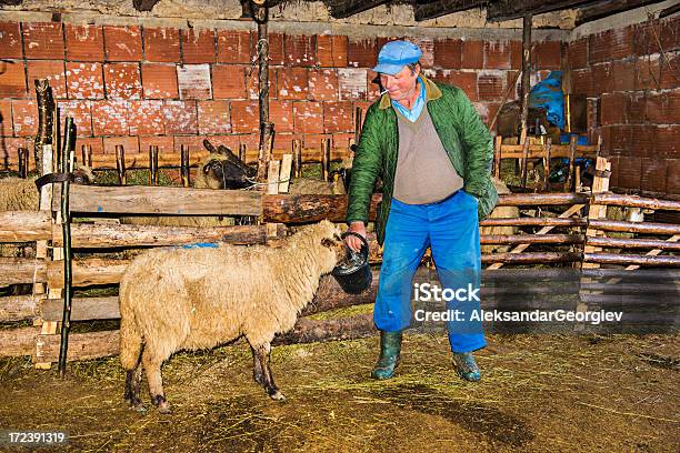 Foto de Sênior Da Velha Fazenda Celeiro Com Suas Ovelhas e mais fotos de stock de 60 Anos - 60 Anos, Acariciar, Adulto