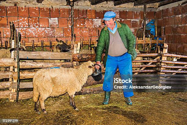 Старший Фермер В Старый Амбар С Его Овца — стоковые фотографии и другие картинки 60-69 лет - 60-69 лет, Активный пенсионер, Амбар