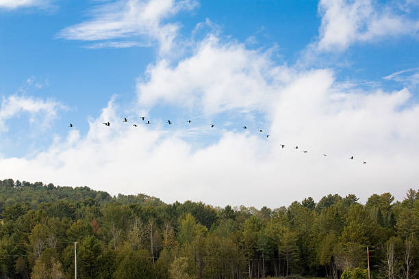 Photo of Canada Geese Take Flight
