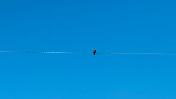 istock Bird on the electricity cable 1723914469