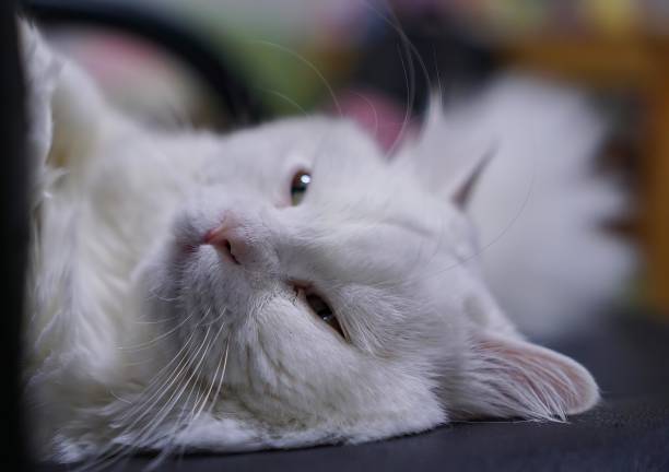 istock a white cat laying on a black seat... 1723915254