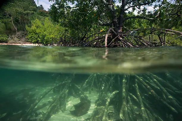 Underwater shot of mangrove forest.