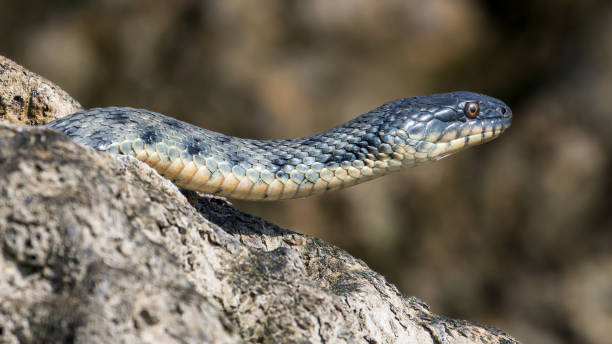 istock Beautiful water snake in natural habitat 1723917416