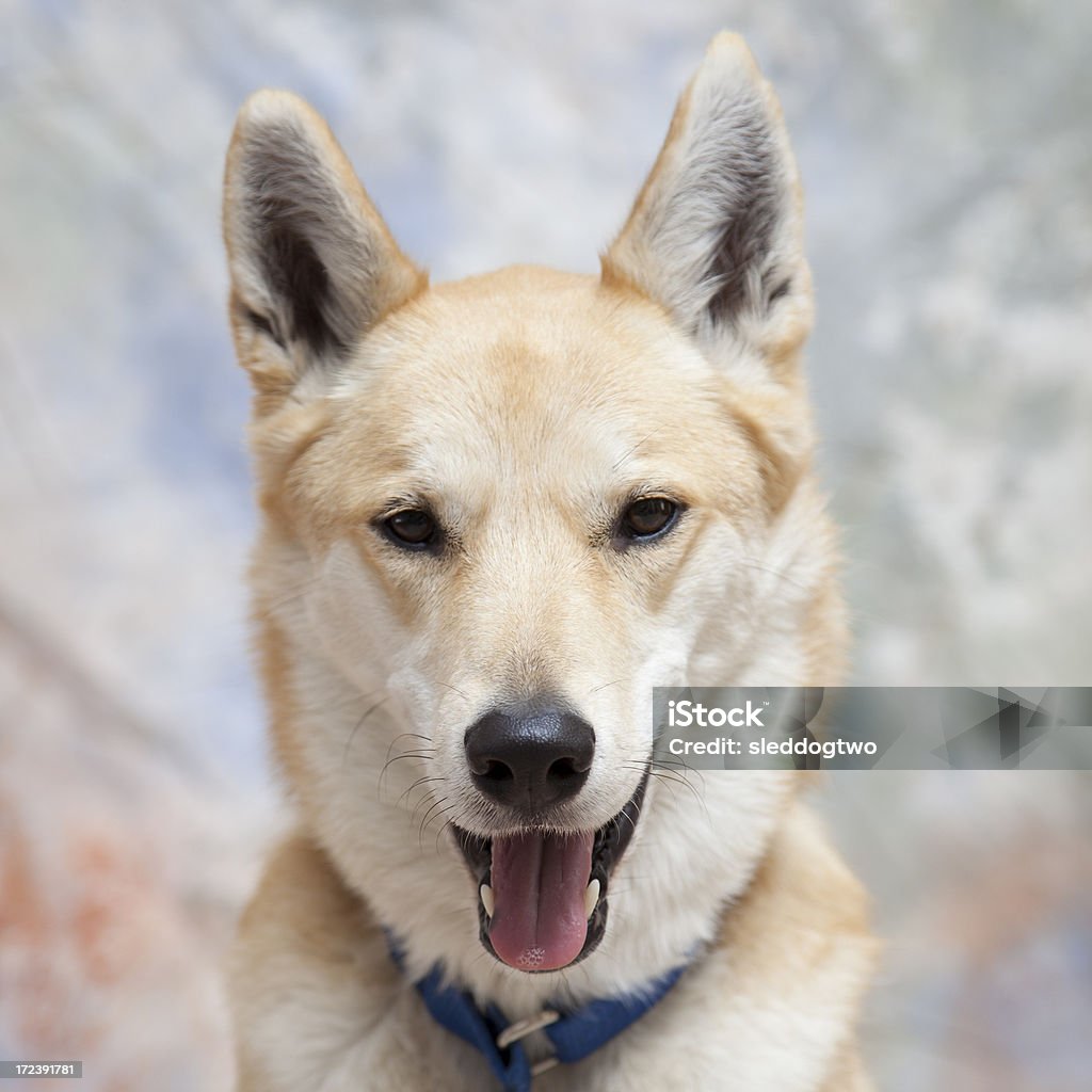 Col bleu - Photo de Berger allemand libre de droits