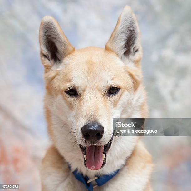 Photo libre de droit de Col Bleu banque d'images et plus d'images libres de droit de Berger allemand - Berger allemand, Cheveux blonds, Animaux de compagnie