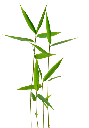 Green Bamboo Stem and Leaves on White.