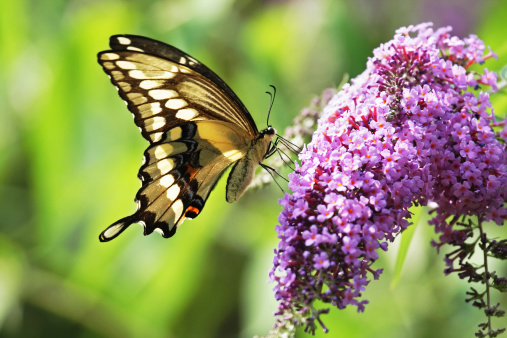 Giant Swallowtail butterfly (Papilio cresphontes) on a purple butterfly bush. Slight motion blur on the wings.