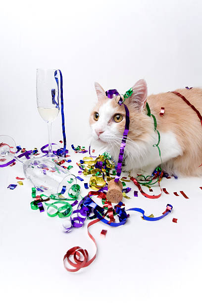 istock Cat at the end of a Party 172391945