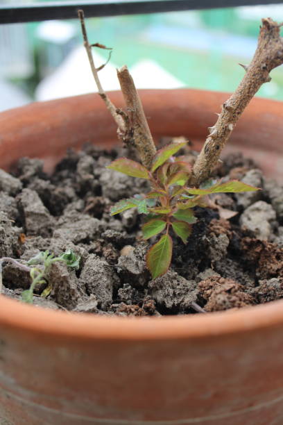 istock Newly growing rose leaves, it's beautiful and fresh 1723920161