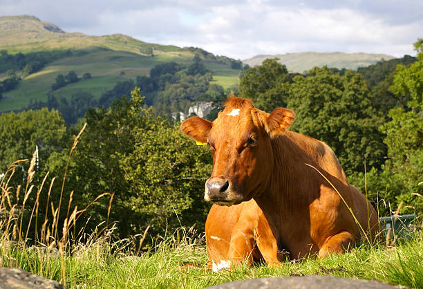 Cow sat contemplating life in the english countryside stock photo