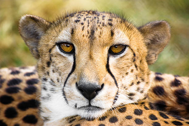 Cheetah Face Stock Photos, Pictures & Royalty-Free Images - iStock Cheetah Face Stock Photos, Pictures & Royalty-Free Images - iStock